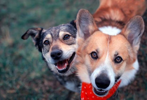 Foto von zwei im Gras stehenden Hunden, um das sprechende Bild zu demonstrieren. Detaillierte Beschreibungen lesen Sie weiter unten.